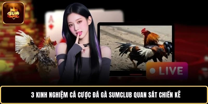 3 kinh nghiệm cá cược đá gà SUMCLUB quan sát chiến kê