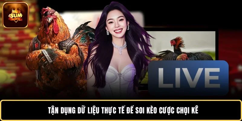Tận dụng dữ liệu thực tế để soi kèo cược chọi kê